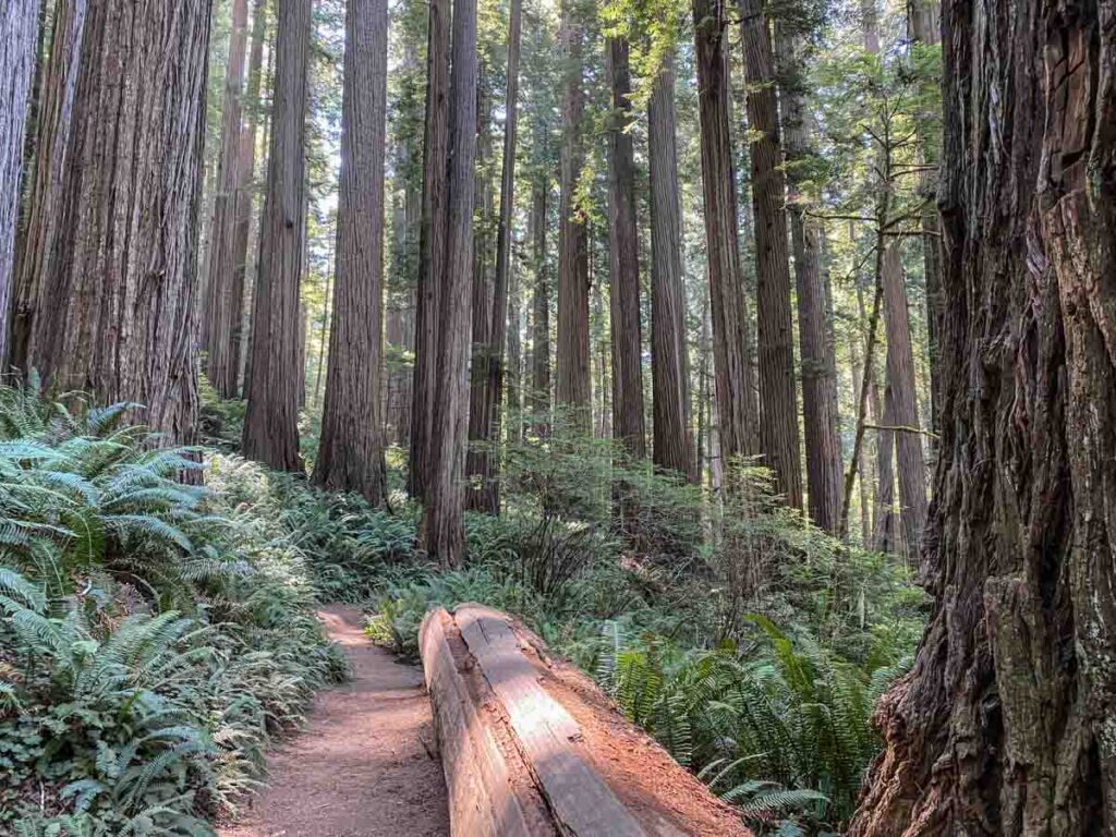 Boy Scout trail Jedediah Smith state park