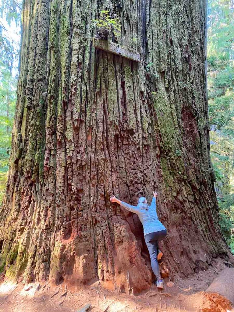 Boy Scout Tree - Jedediah Smith Redwood State Park. woman hugging tree