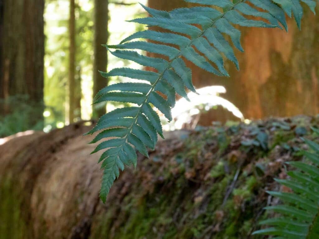 Peterson grove ferns Jedediah Smith Redwoods State Park