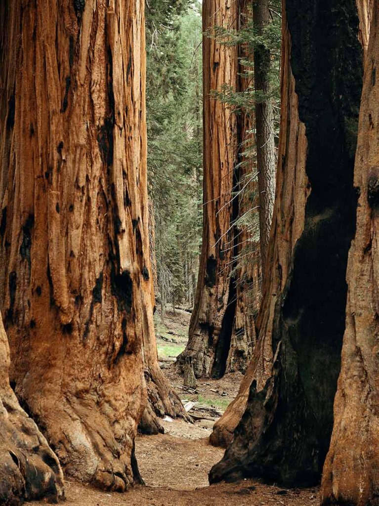 Giant Sequoia Redwood in Kings Canyon National Park