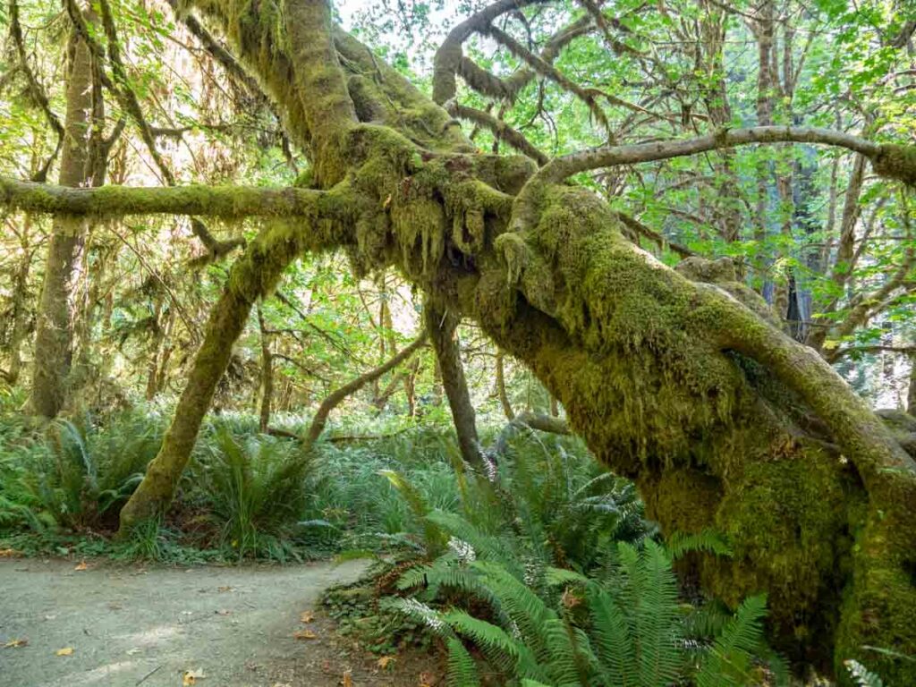 Prairie Creek Redwoods state park: Prairie Creek trail. gnarled tree