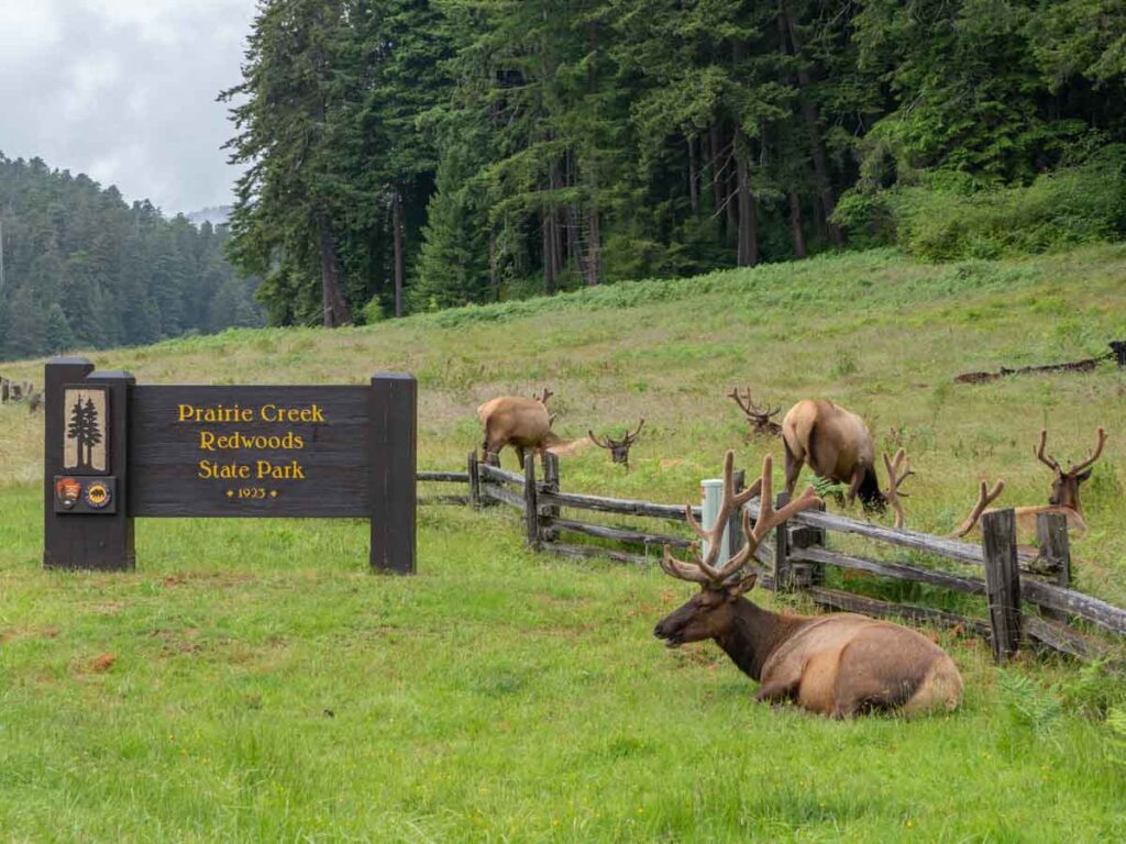 Roosevelt Elk in Prairie Redwoods State Park