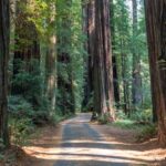 San Francisco to the Redwoods Road Trip Guide + Key Stops