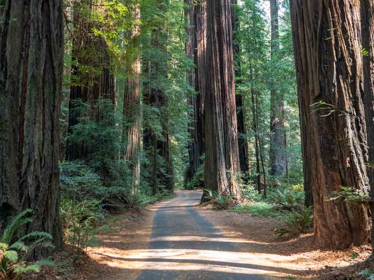 San Francisco to Redwoods National Park road trip. giant coast redwood trees