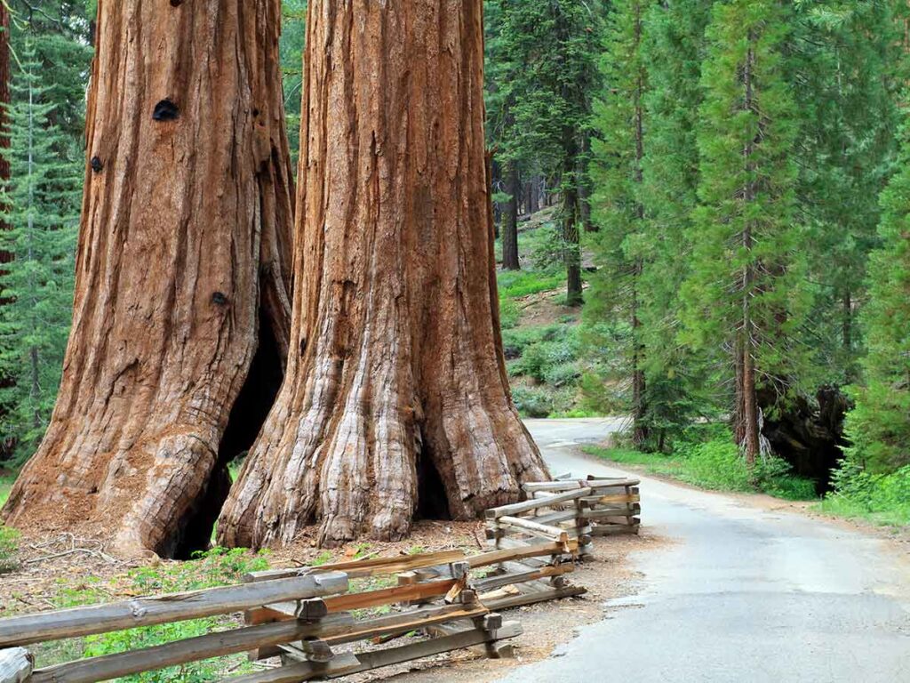 Mariposa Grove in Yosemite National Park. giant sequoia trees