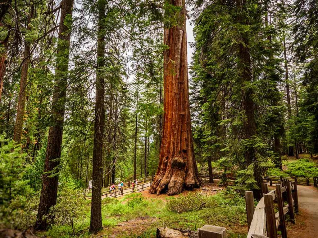 General Grant tree in Kings Canyon National Park