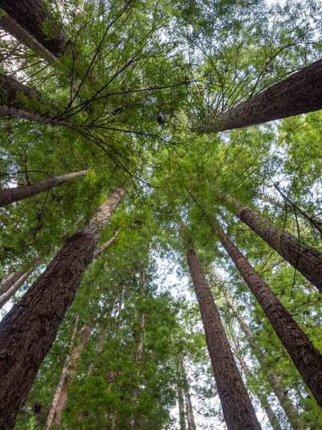 Coast redwood tree tops Van Damme State Park