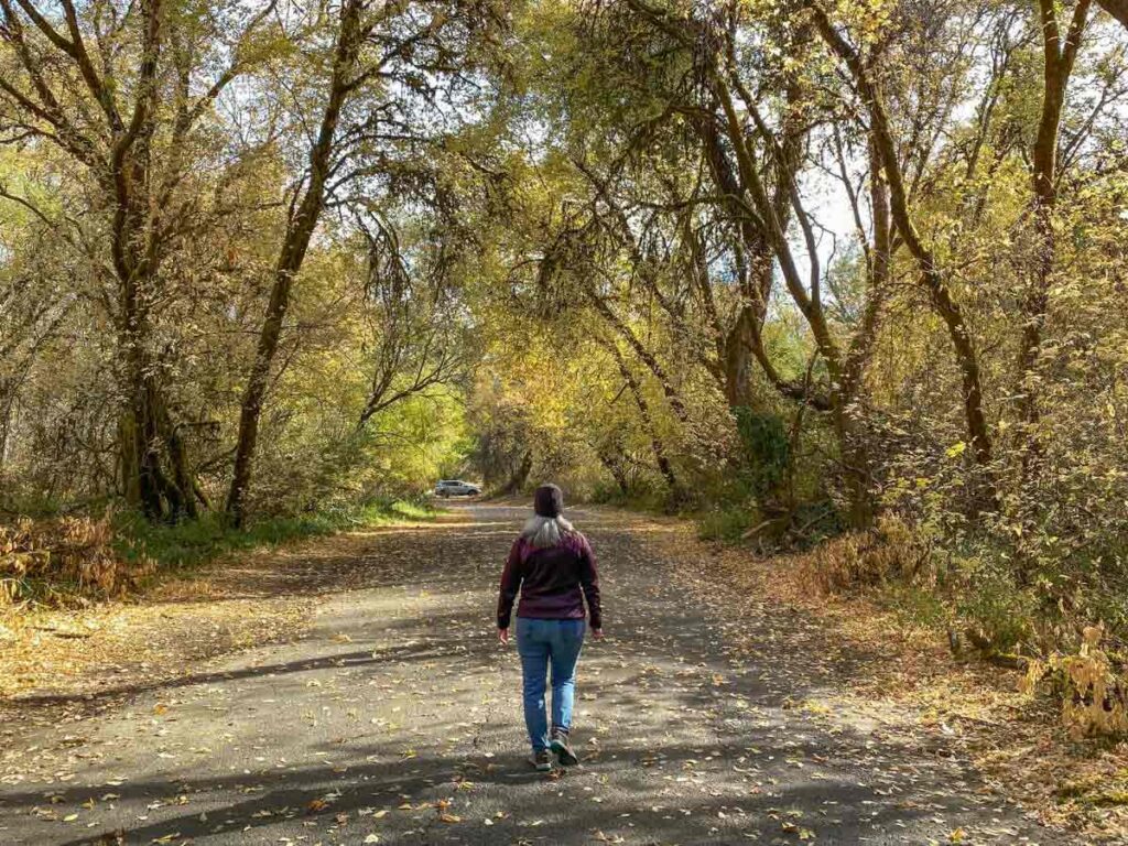 Hendy Woods Azalea trail. Woman hiking in fall