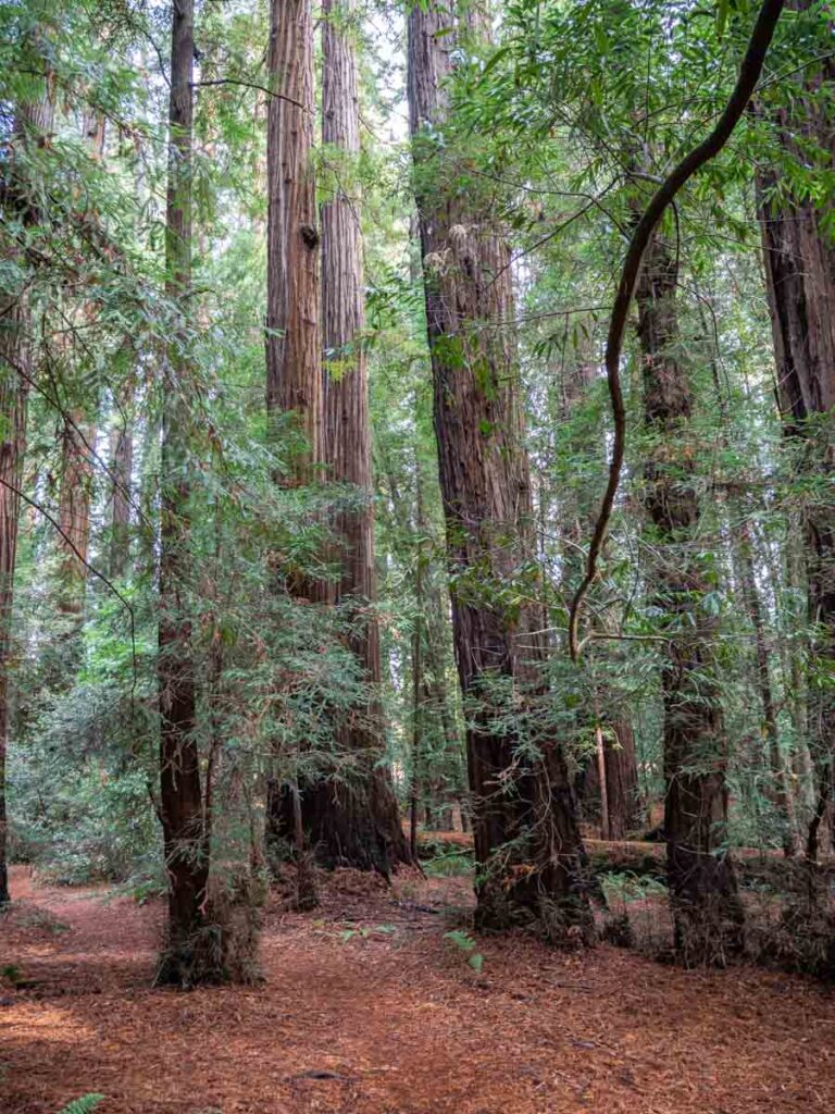 Big Hendy Grove. California coast redwood trees