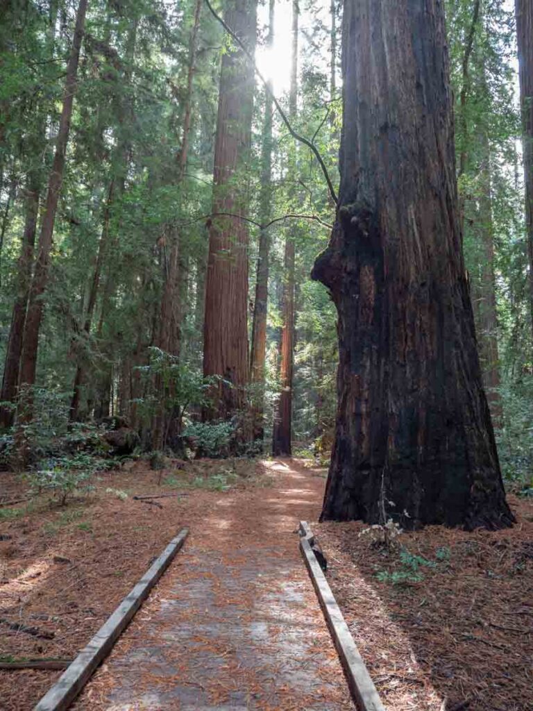 Little Hendy Woods trail. Large coast redwoods in Mendocino county