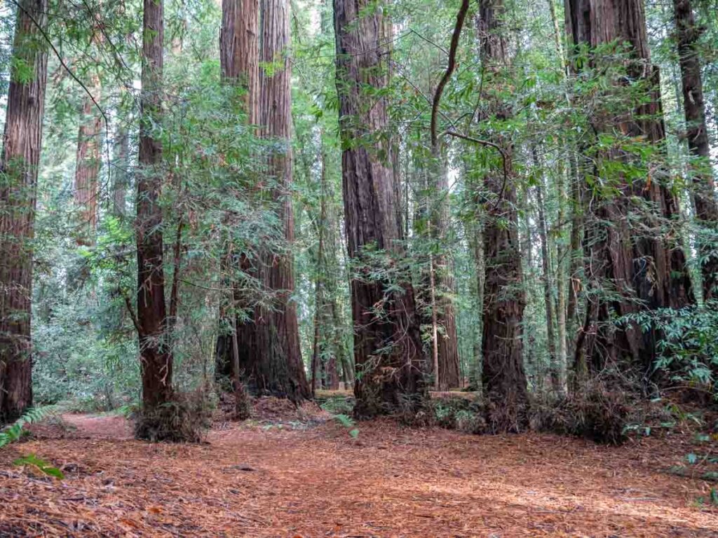 Little Hendy Trail in Hendy Woods. Coast Redwoods in Mendocino county