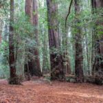 Hendy Woods State Park: Camping & Hiking Guide