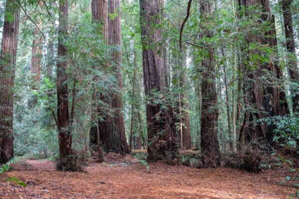 Little Hendy Trail in Hendy Woods. Coast Redwoods in Mendocino county