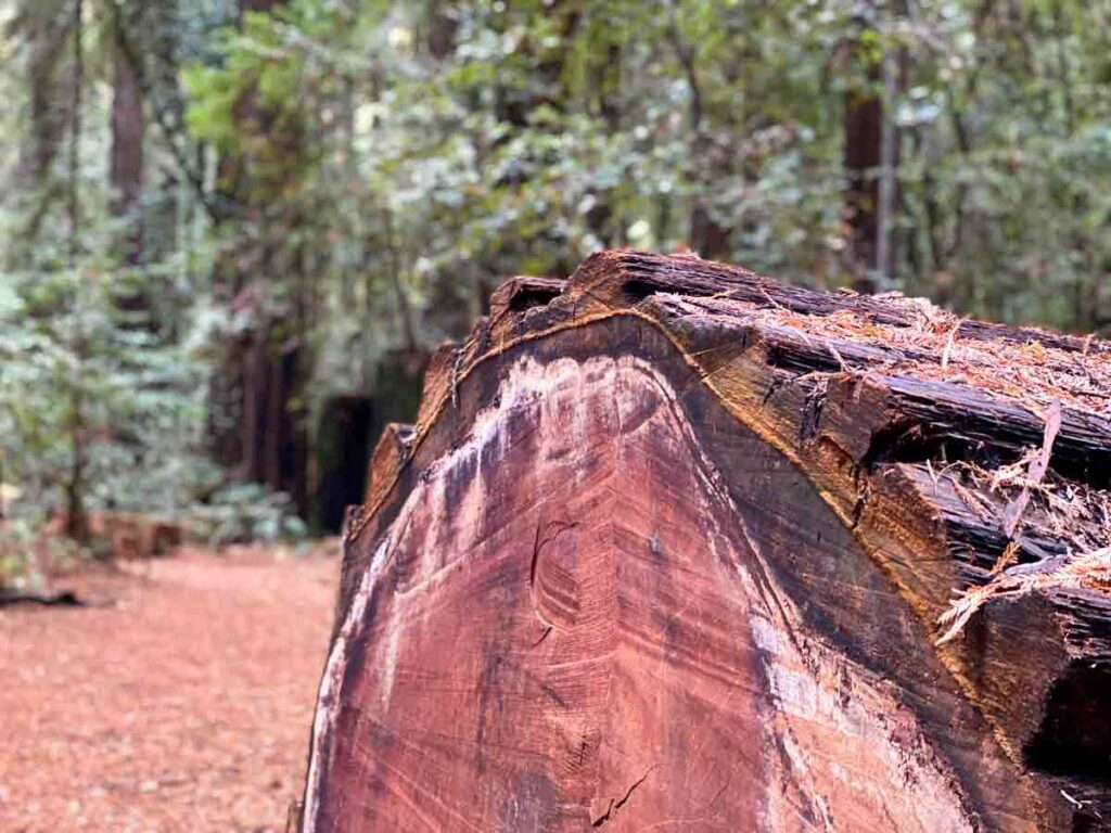 tree stump in Hendy Woods