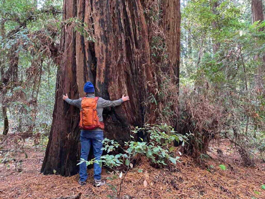 Hendy Woods Big Hendy Grove. Man tree hugging