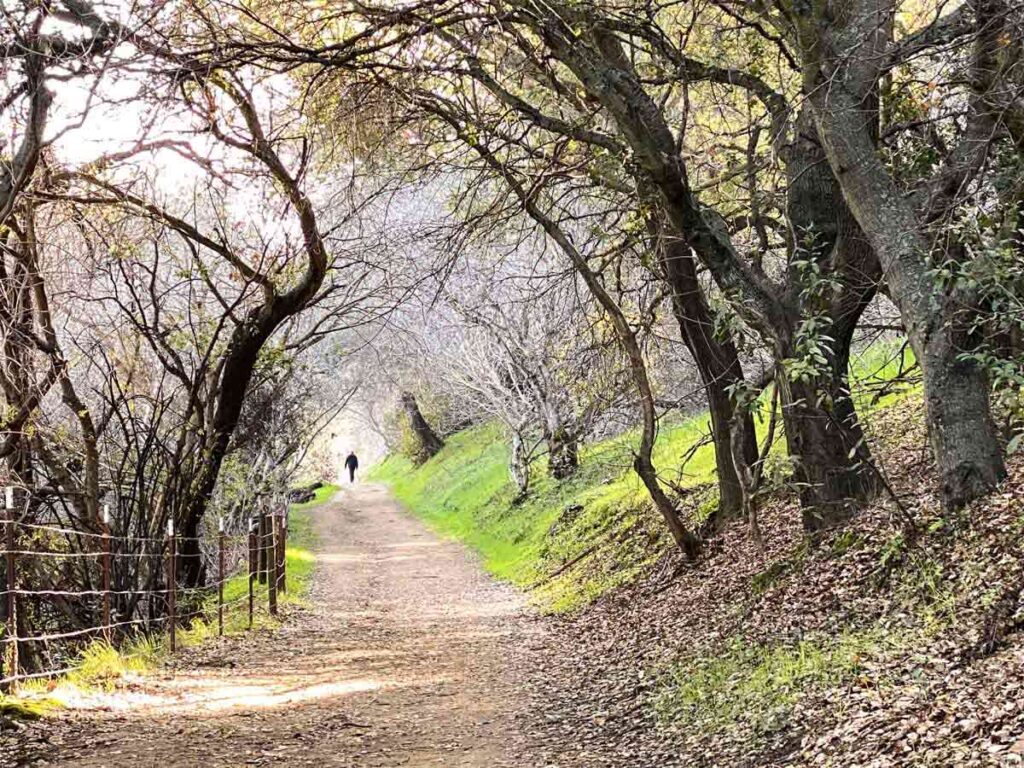 Mount Wanda trail Martinez California. Tree canopy and hiker