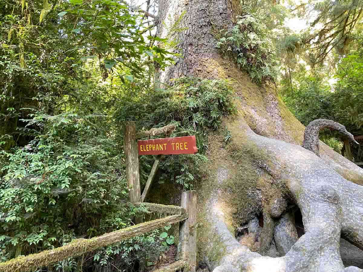 Why & How to Visit the Trees of Mystery (+ Get Yelled At By Paul Bunyon)