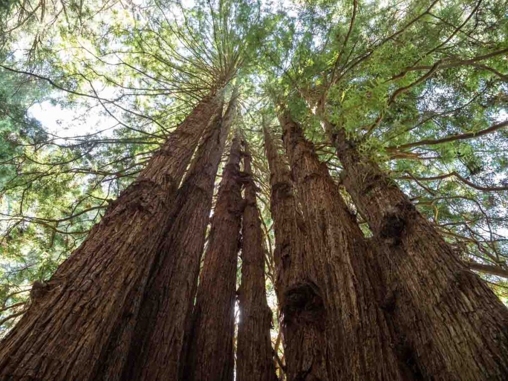 Redwood Grove at the Trees of Mystery