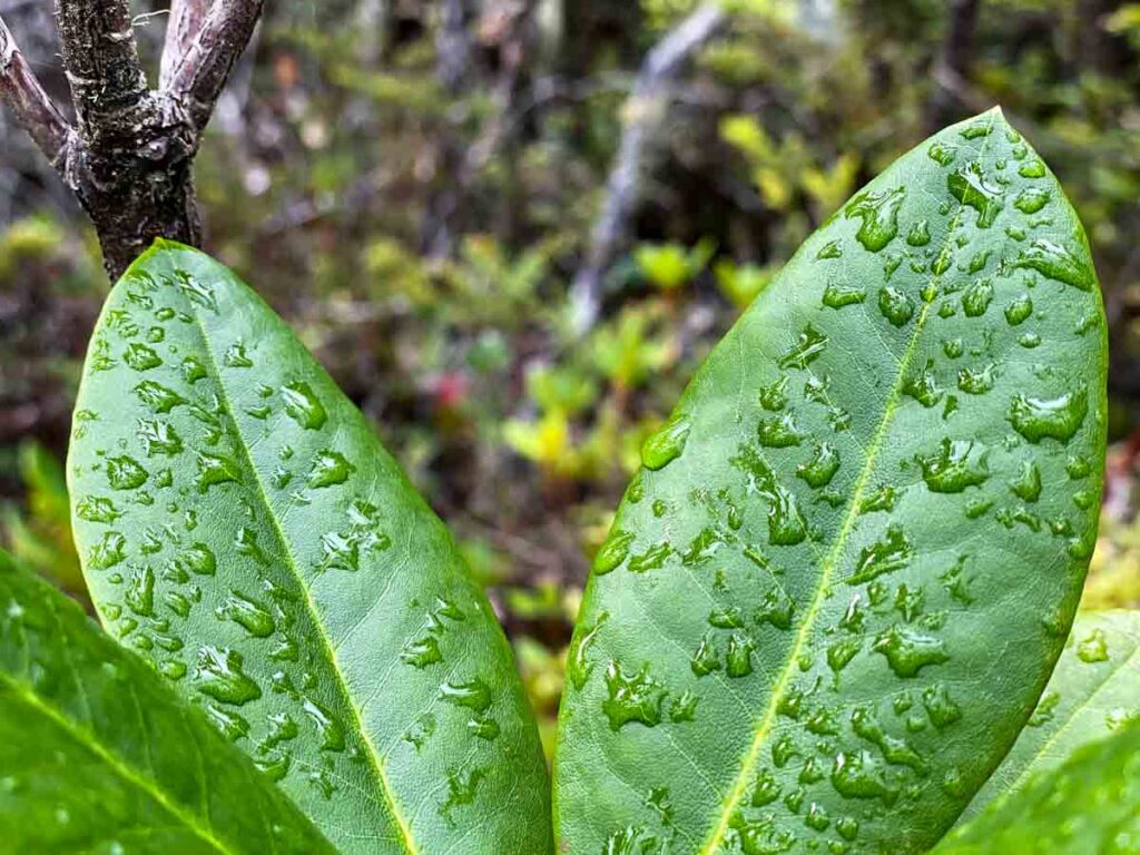 Wet Leaves in Van Damme Pygmy forest