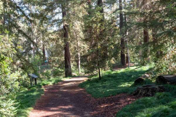 Davis Botanical garden pathway in trees