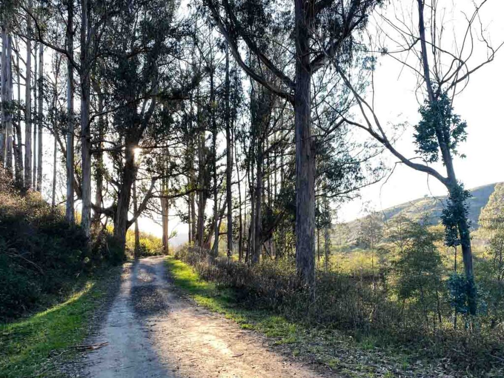 Burleigh Murray State Park trail . light, trail and trees