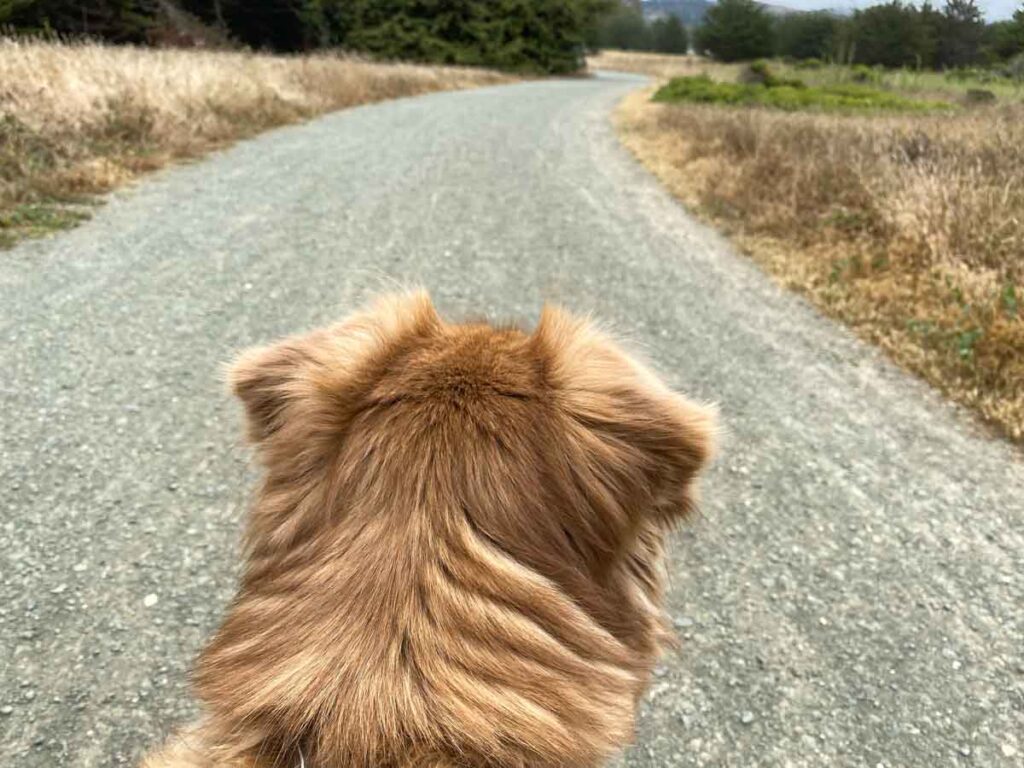 Half Moon Bay hikes: Coastal trail south of Poplar with dog