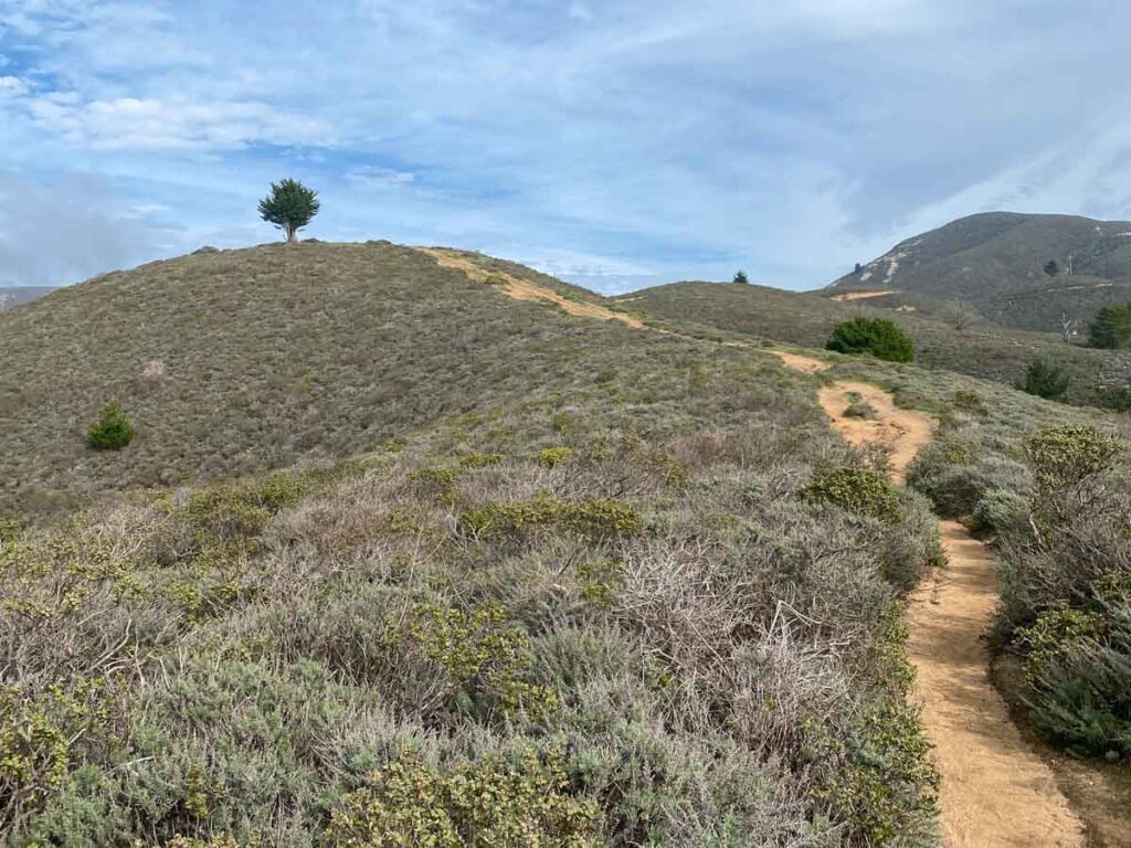 McNee Ranch trail in Half Moon Bay. dirt trail and lone tree