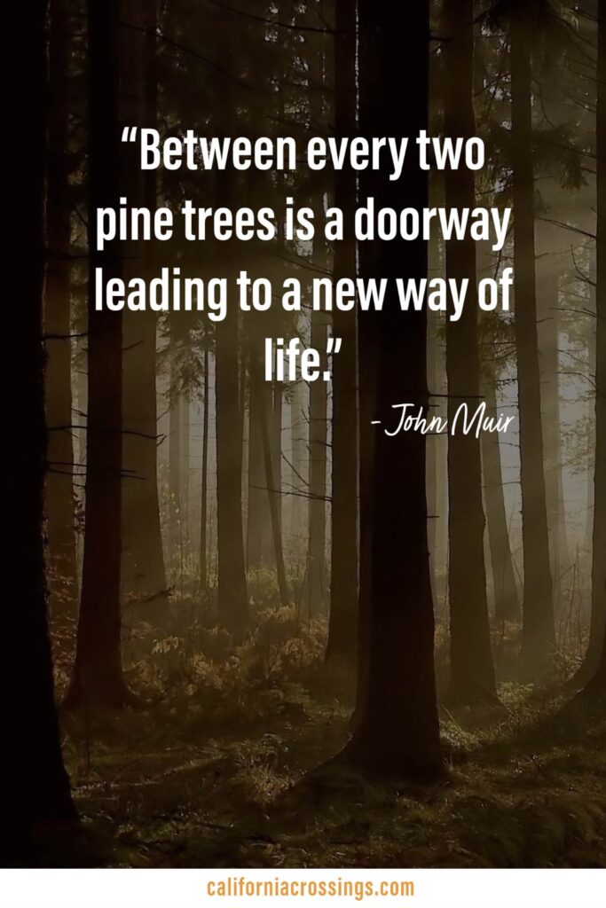 John Muir quote: between every two pine trees is a doorway leading to a new way of life