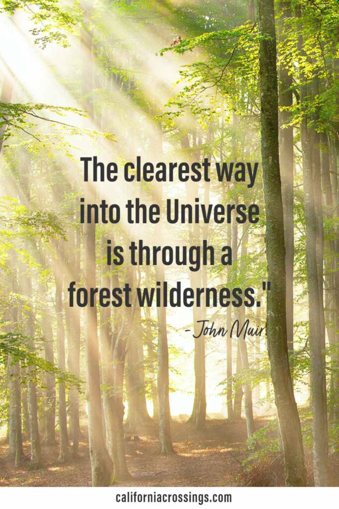 Best john muir quotes: The clearest way into the Universe is through a forest wilderness.