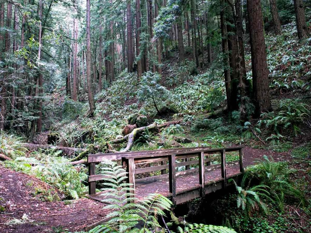 Purisima Creek trail bridge