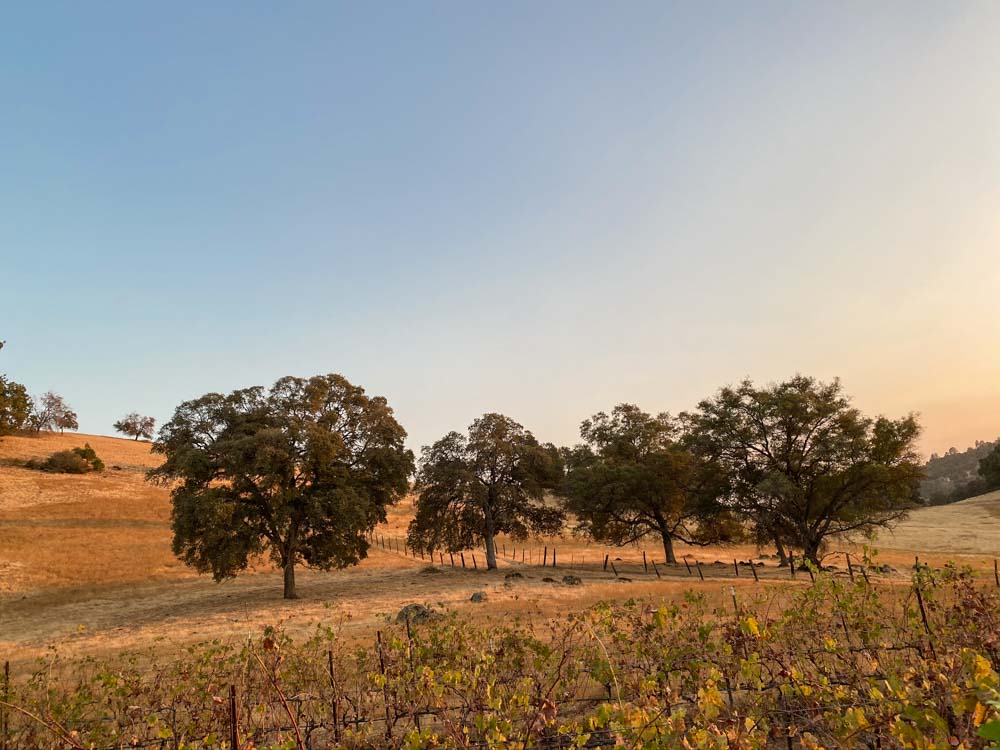 Gianelli Vineyard in Sonora California. trees and sunset