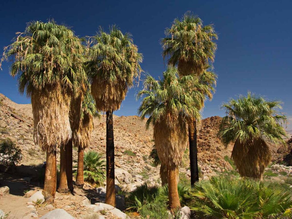 Fortynine Palms Oasis hike Joshua Tree