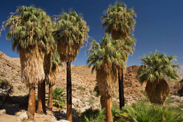 Fortynine Palms Oasis hike Joshua Tree