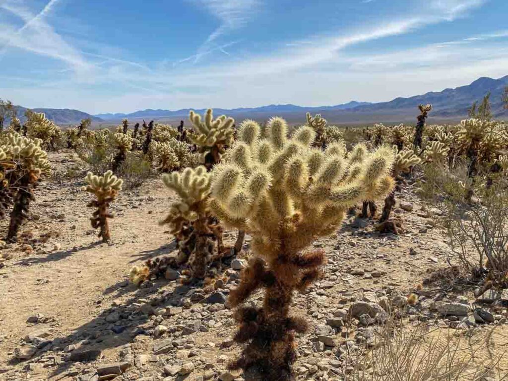 Cholla Cactus garden Joshua Tree