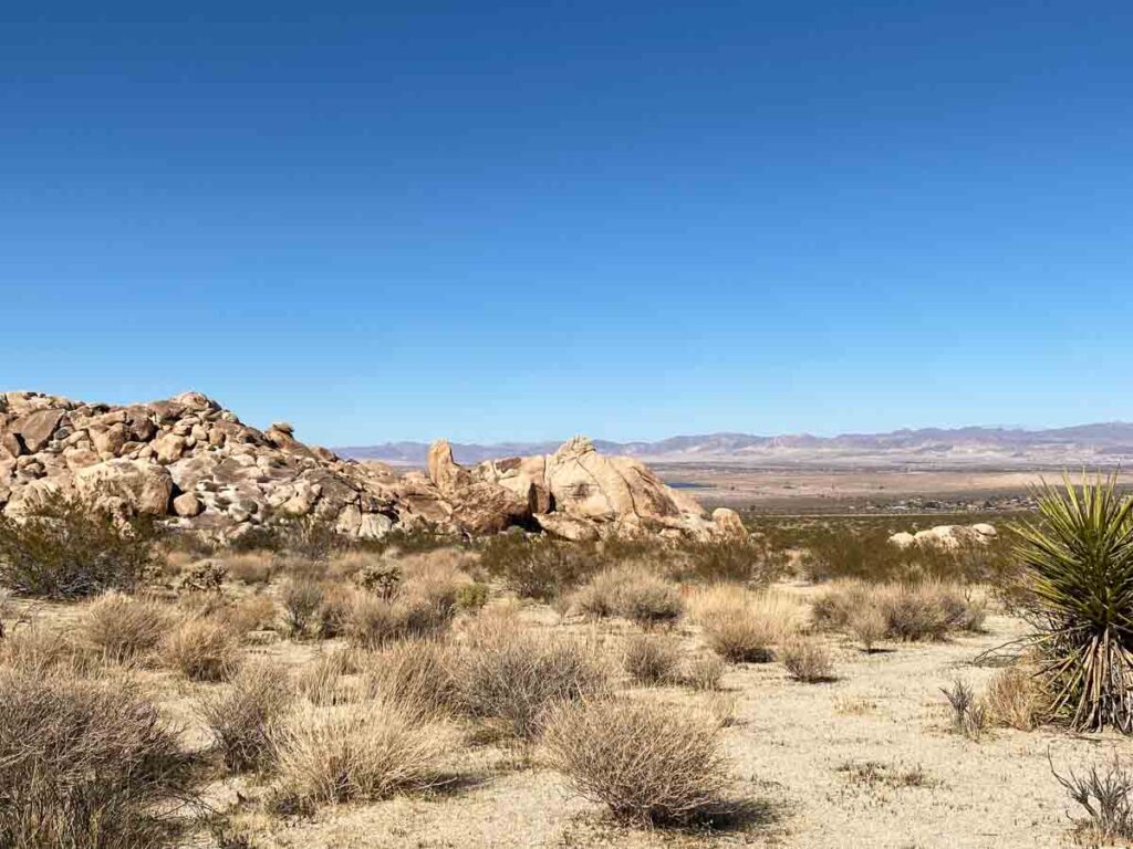 Joshua Tree Campground: Cottonwood