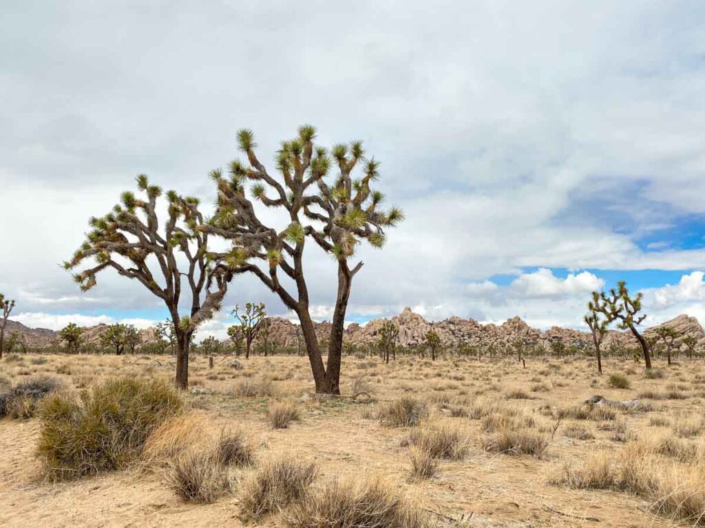 are dogs allowed in joshua tree