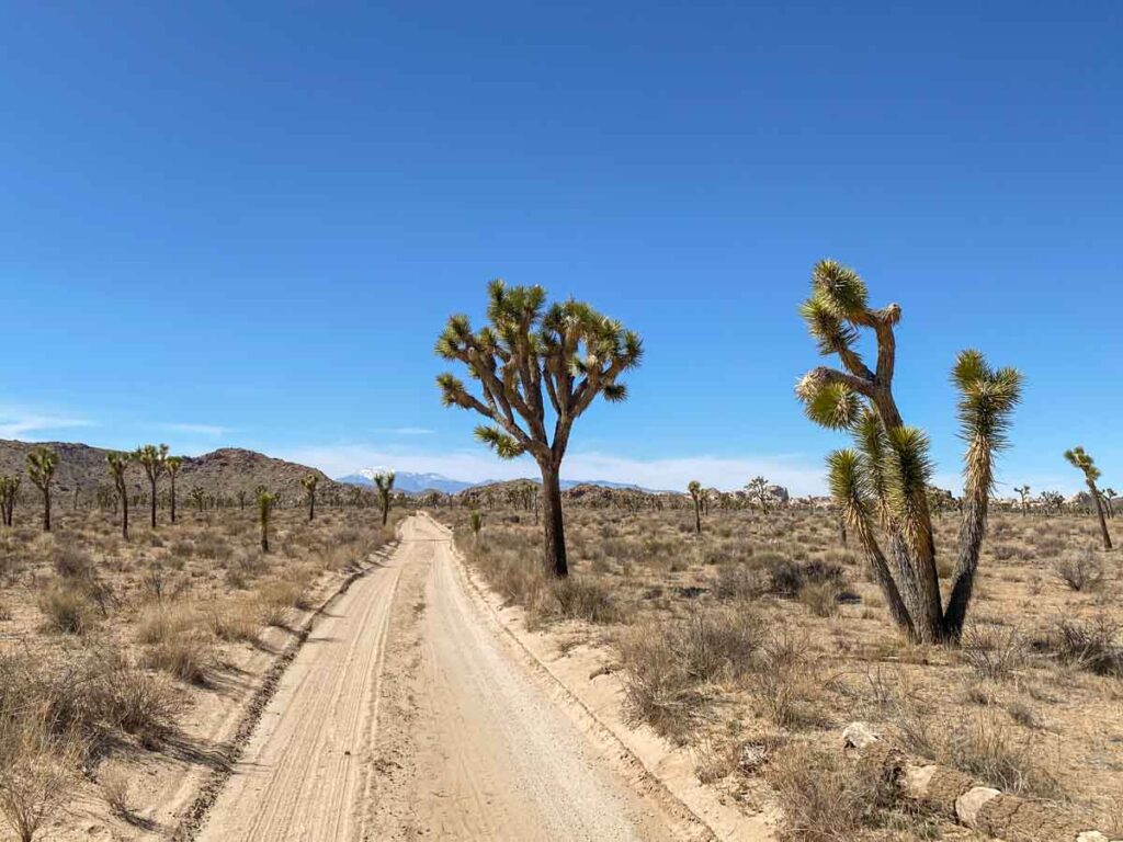 Queen Valley road in Joshua Tree. Dirt road and trees