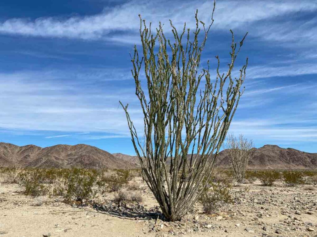 Blooming Octotillo in Joshua Tree national park