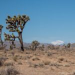 How To Rock Your Joshua Tree Visit: Everything You Need to Know