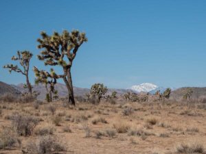 Joshua Tree National Park visit: Trees, desert mountain background
