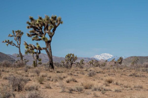 Joshua Tree National Park visit: Trees, desert mountain background