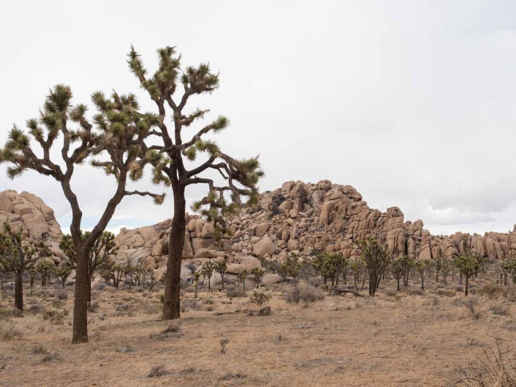 Minerva Hoyt Trail Joshua Tree National Park. joshua trees and distant rocks