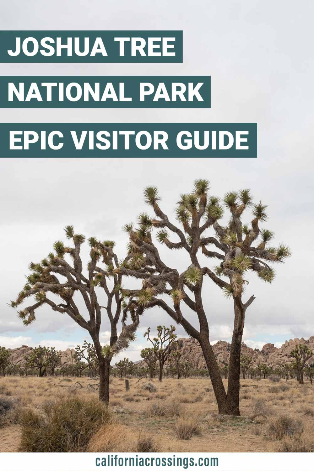 Joshua Tree national park epic visitor guide.