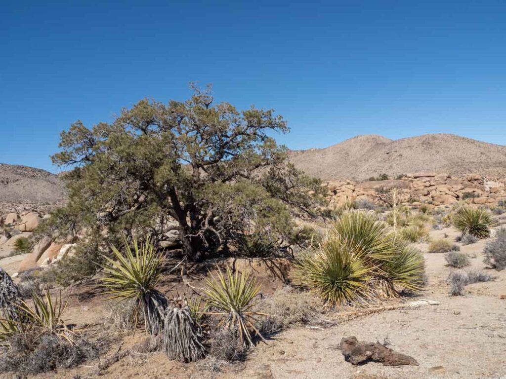 Joshua Tree pine city trail