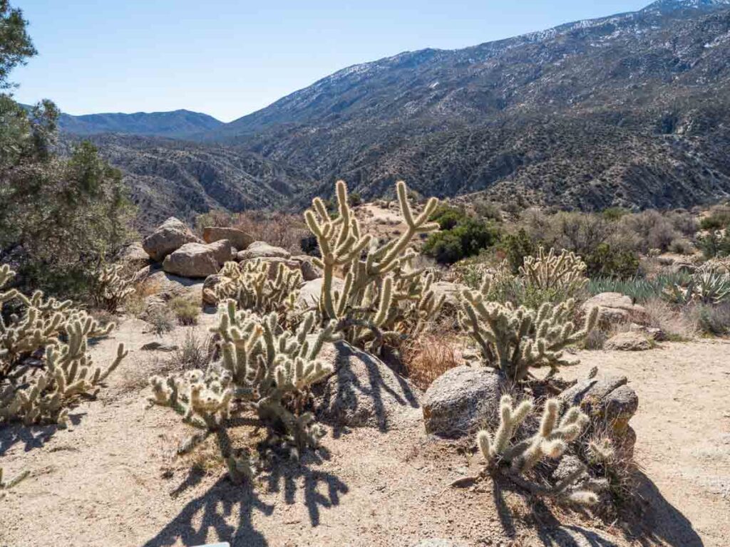 Cholla Cactus on Highway 74 drive