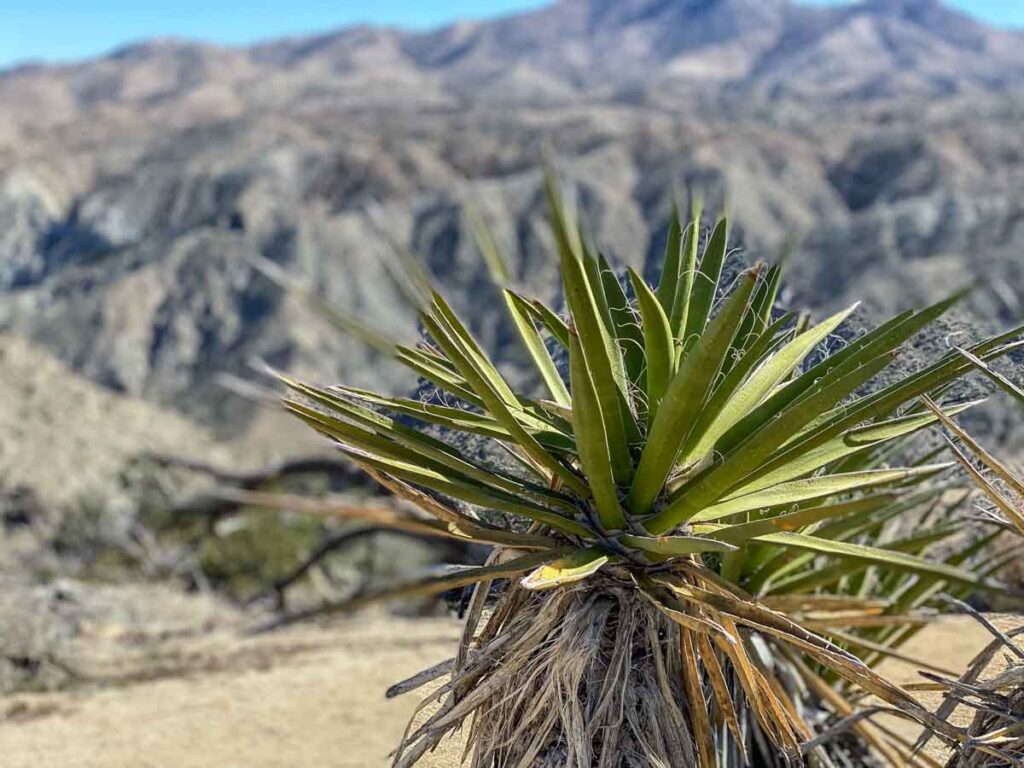 Yucca plan on Palm to Pines