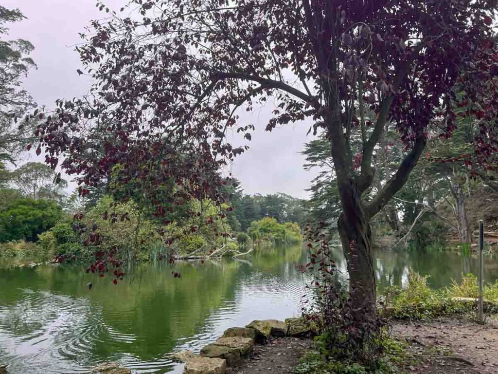 Golden Gate Park Stowe Lake trees