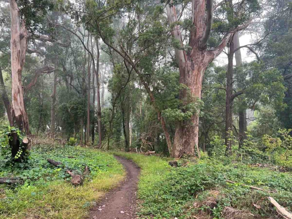 San Francisco Crosstown Walk Laguna Honda park trail