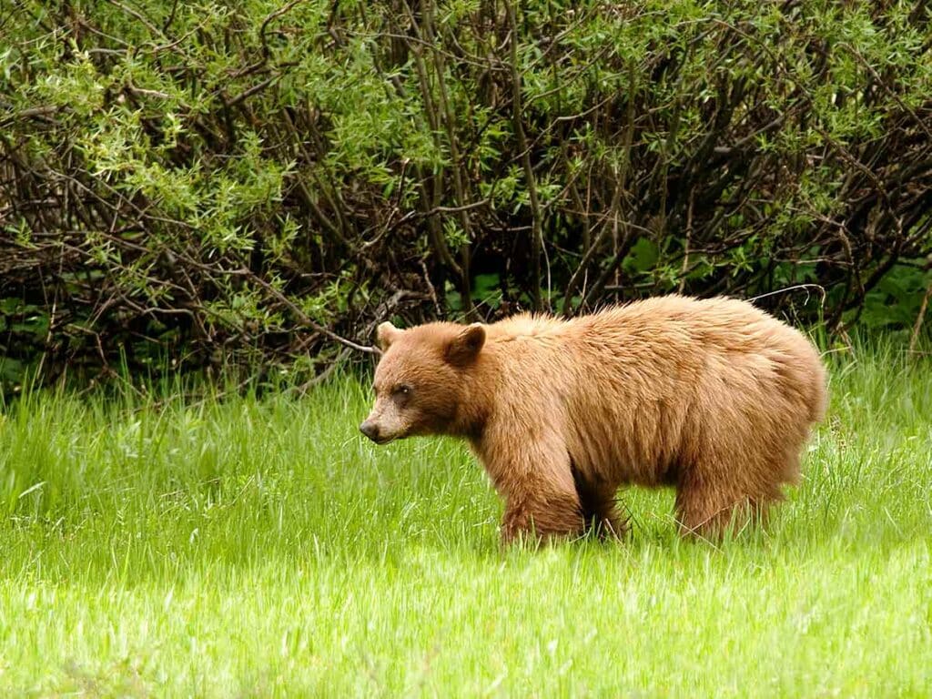 Black Bear in Yosemite. meadow and trees