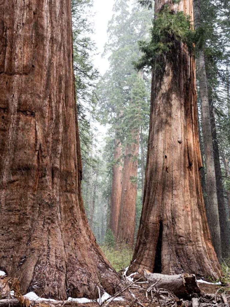 Giant Sequoia in Calavaras Big Trees State Park